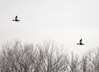 Common Goldeneyes 5960